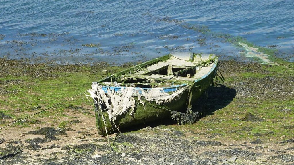 algue-maree-verte